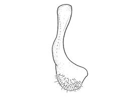   Anthidium aztecum  male, diagram showing ventral view of seventh sternum (S7), diagram from Gonzalez and Griswold 2013 
